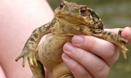 Grenouilles, crapauds ou autres salamandres à découvrir en Deux-Sèvres