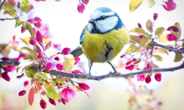 Tout savoir sur le bagage des oiseaux à Niort