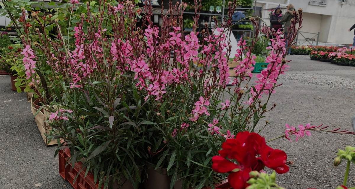 Un marché aux plantes à Epannes dimanche 18 mai