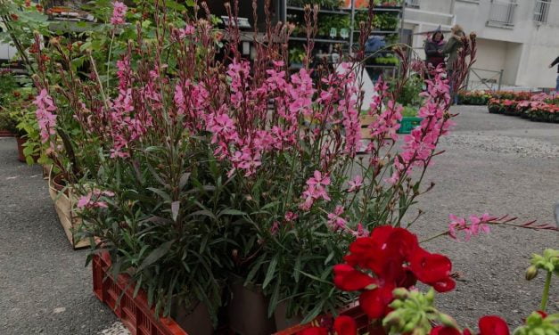 Un marché aux plantes à Epannes dimanche 18 mai