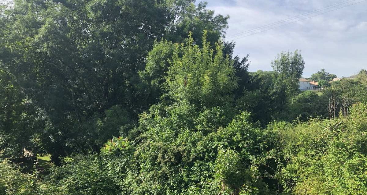 Des centaines d’arbres bientôt plantés dans la zone Le Luc Les Carreaux