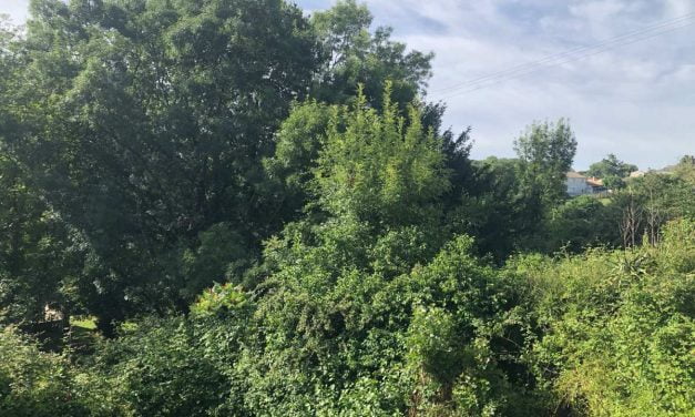 Des centaines d’arbres bientôt plantés dans la zone Le Luc Les Carreaux