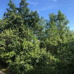 La MAIF déjà propriétaire  de 17 massifs forestiers