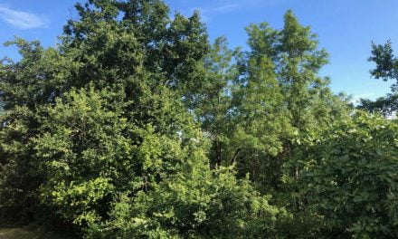 La MAIF déjà propriétaire  de 17 massifs forestiers