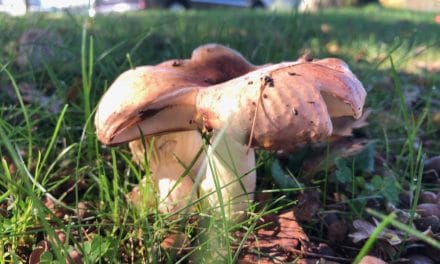 Les champignons s’exposent au musée d’Agesci