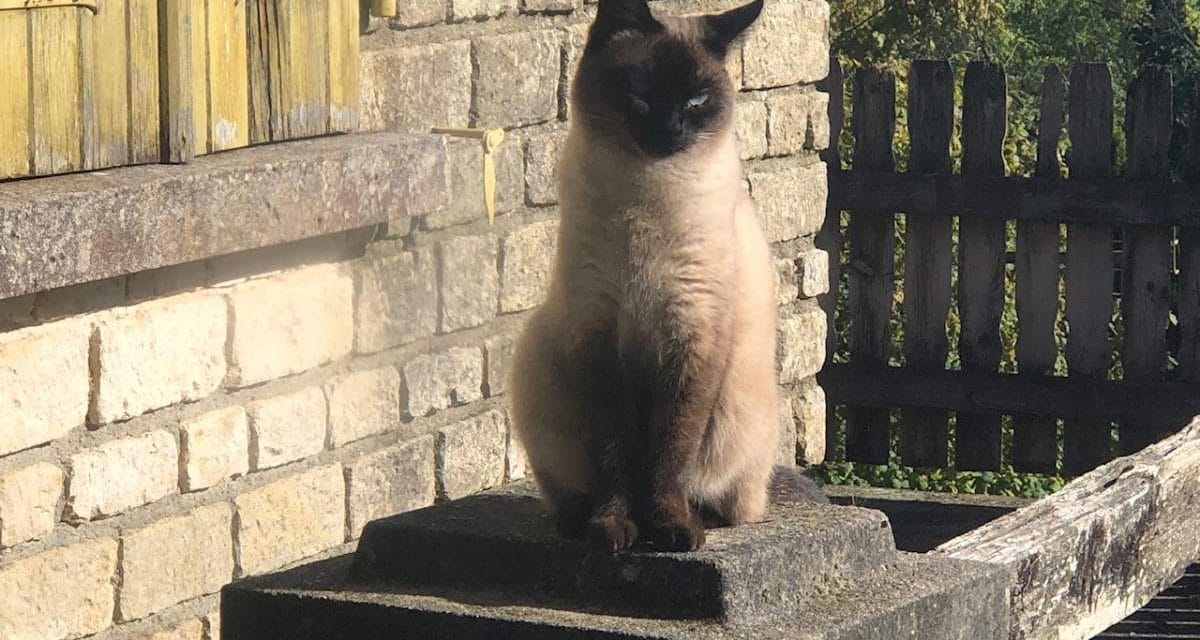 Que vont devenir les chats errants capturés à Chauray ?