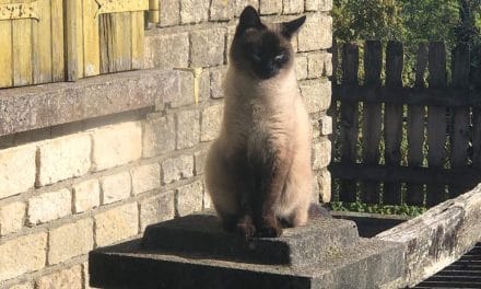 Que vont devenir les chats errants capturés à Chauray ?