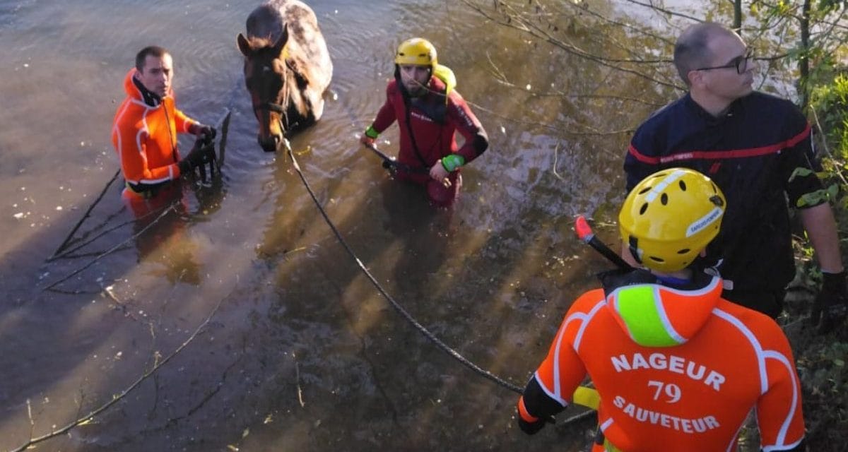 Un cheval sauvé des eaux à Coulon