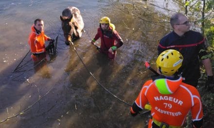 Un cheval sauvé des eaux à Coulon