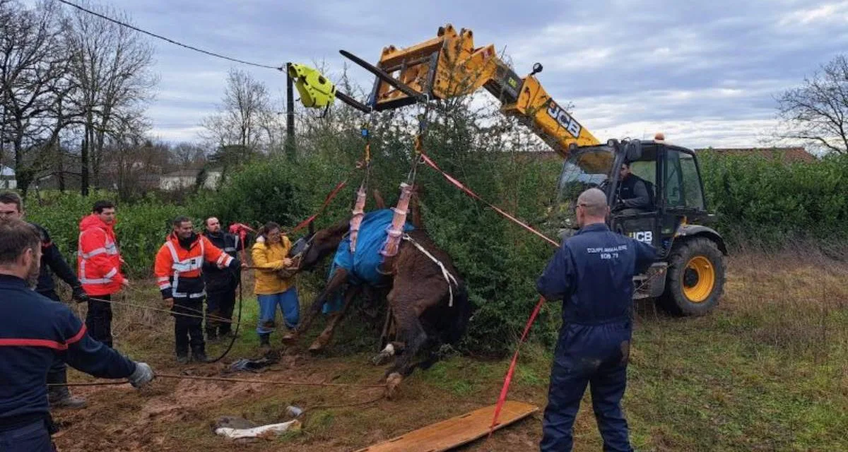 Dans les Deux-Sevres, le sauvetage d’un cheval se termine malheureusement mal