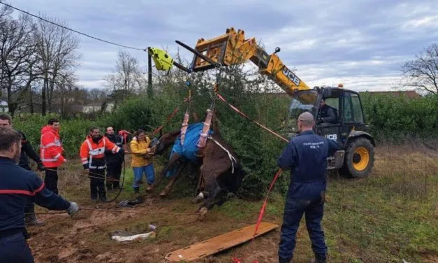 Dans les Deux-Sevres, le sauvetage d’un cheval se termine malheureusement mal