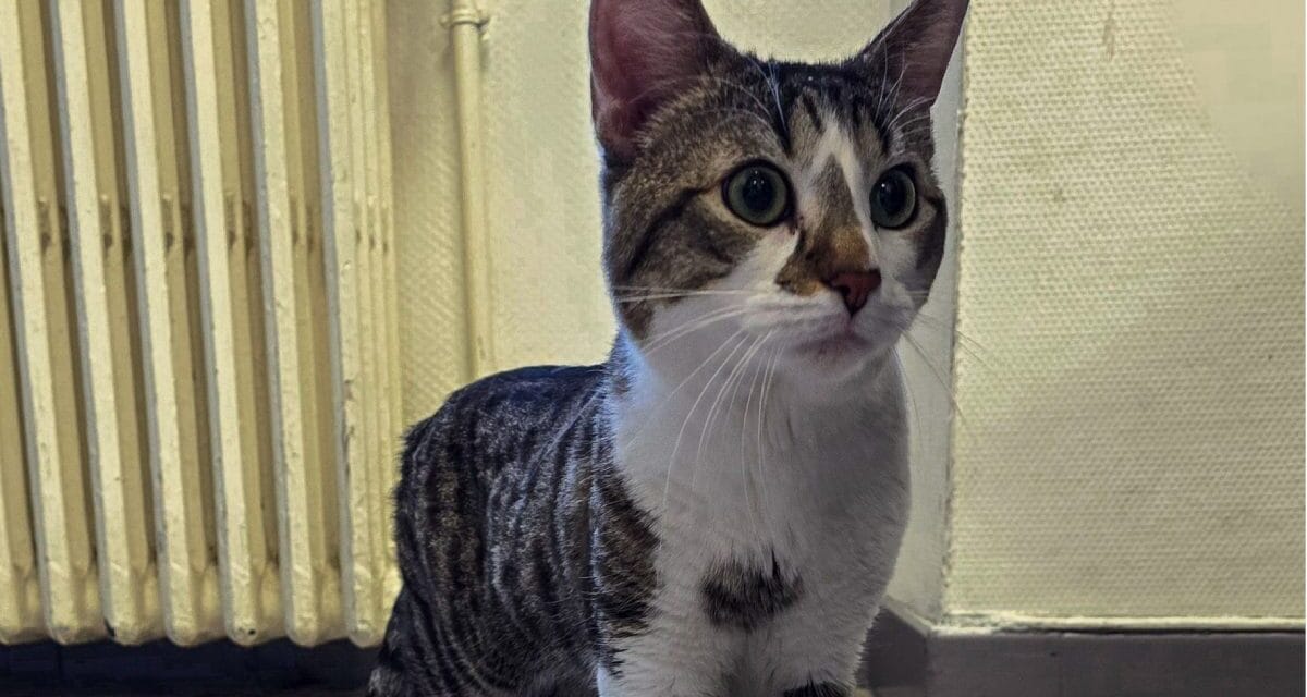 Ce chaton a trouvé refuge dans un endroit inattendu de Niort