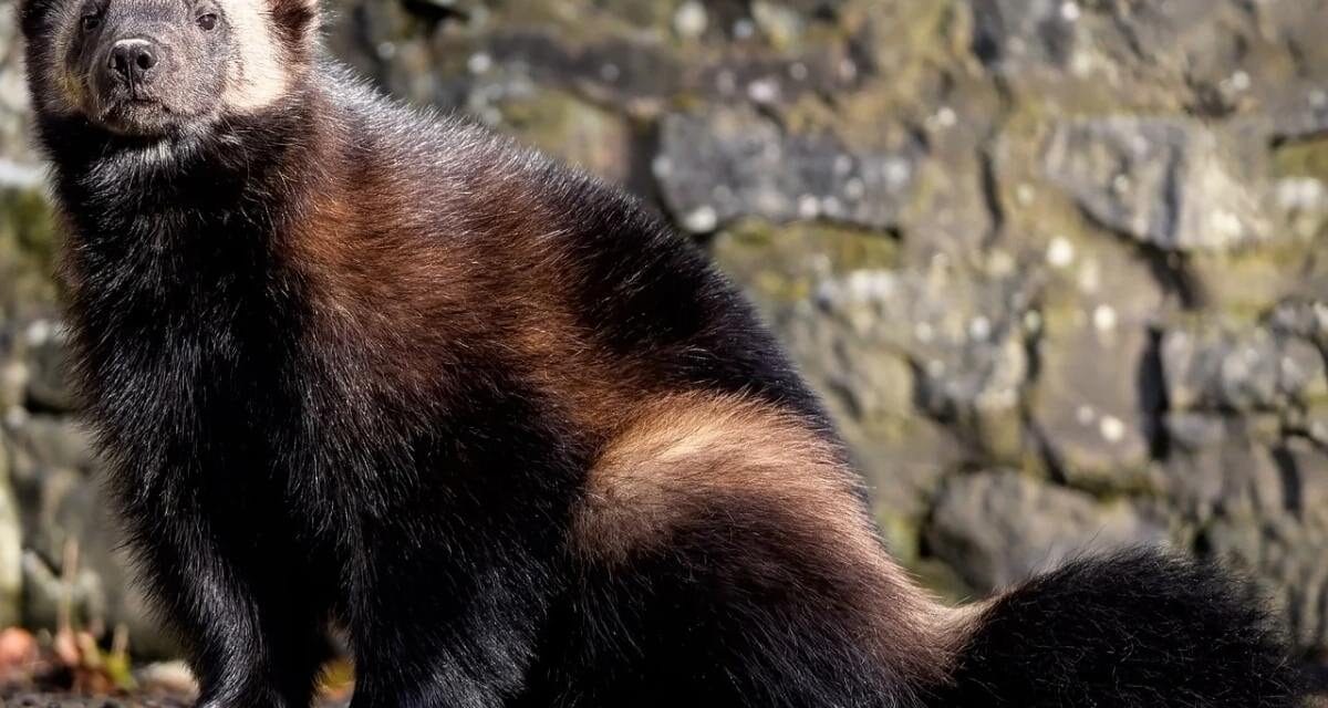 Le glouton, futur pensionnaire de Zoodyssée