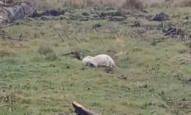 Mais quel est donc cet animal tout blanc filmé dans le Marais poitevin ?