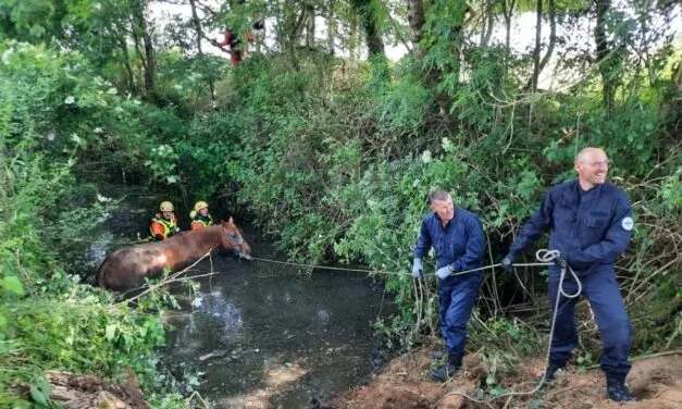 Deux-Sèvres : les pompiers au secours d’une jument