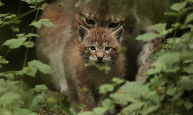 Une naissance rarissime dans ce parc animalier des Deux-Sèvres
