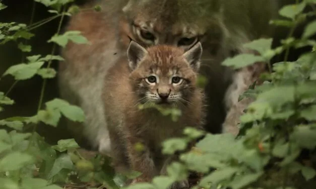 Une naissance rarissime dans ce parc animalier des Deux-Sèvres