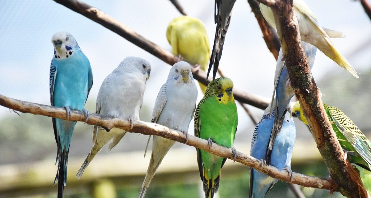 Une bourse aux oiseaux dimanche 7 septembre à Niort