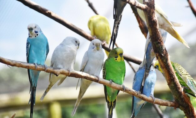 Une bourse aux oiseaux dimanche 7 septembre à Niort