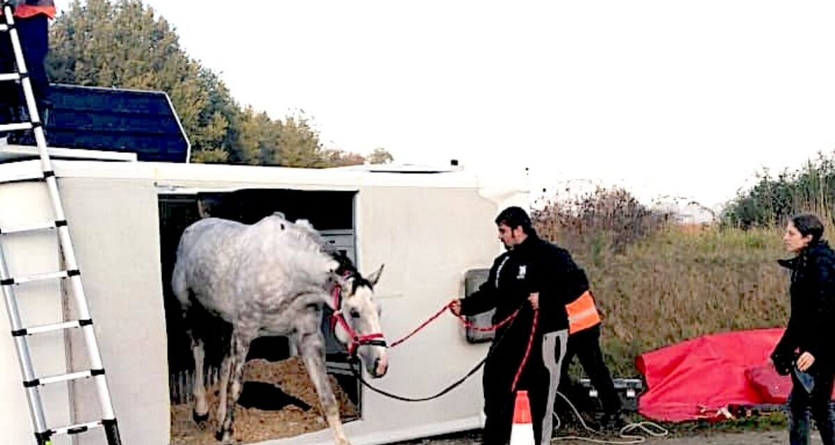 Nord Deux-Sèvres : un cheval bloqué dans un utilitaire suite à un accident de la circulation