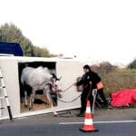 Nord Deux-Sèvres : un cheval bloqué dans un utilitaire suite à un accident de la circulation