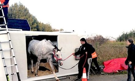 Nord Deux-Sèvres : un cheval bloqué dans un utilitaire suite à un accident de la circulation