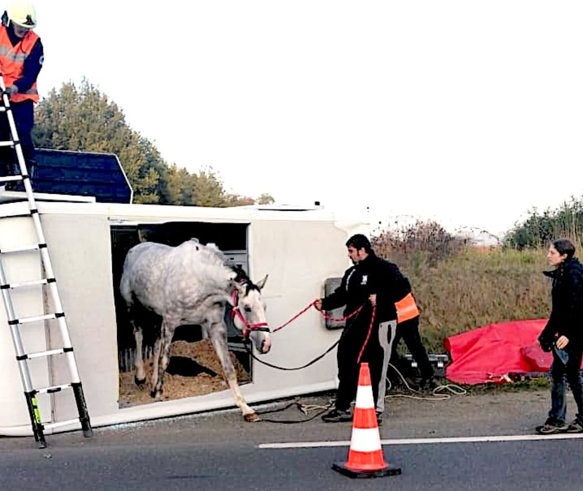 Extraction cheval d'un véhicule accidenté