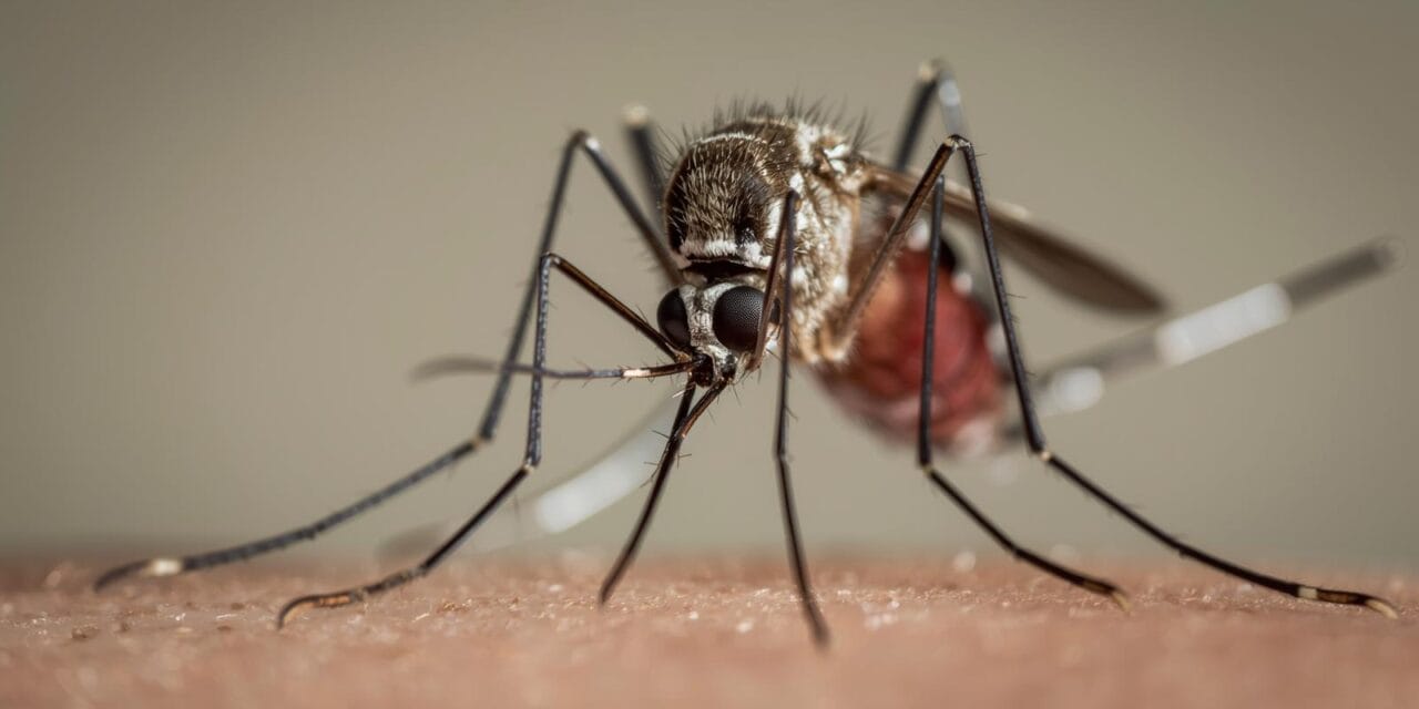 Démoustication à Chauray : deuxième phase prévue dans la nuit du 1er octobre