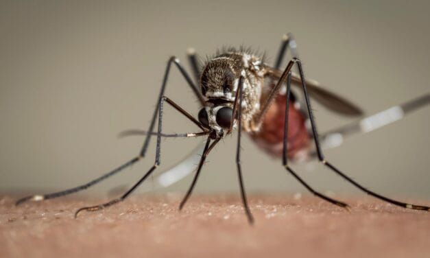 Démoustication à Chauray : deuxième phase prévue dans la nuit du 1er octobre