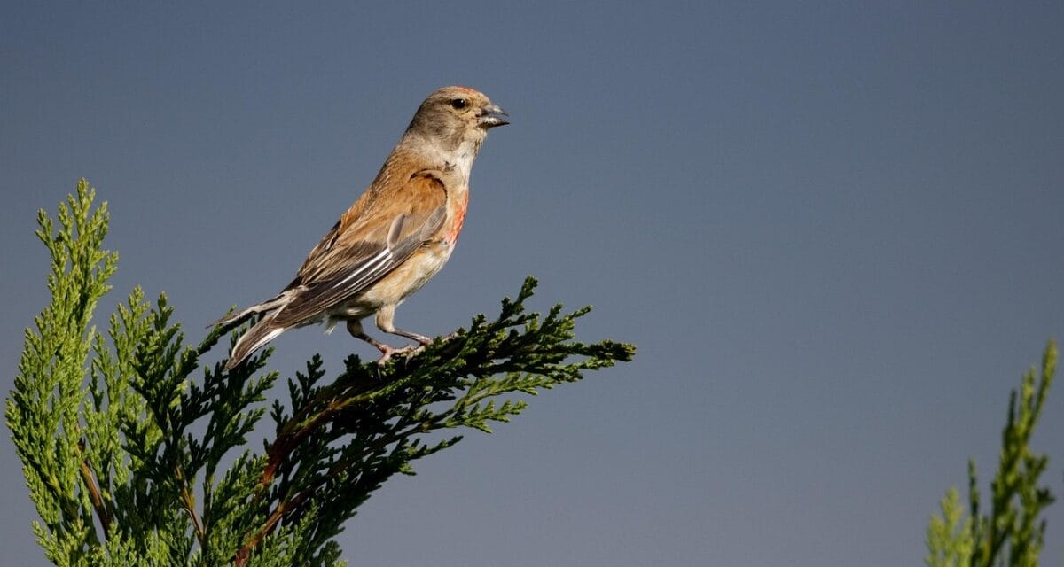 La nature à l’honneur dans ce musée des Deux-Sèvres