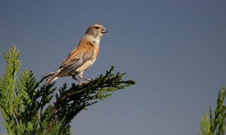 La nature à l’honneur dans ce musée des Deux-Sèvres