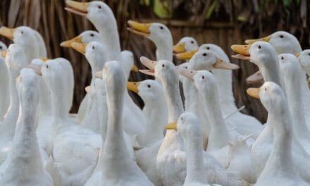 Grippe aviaire : un premier foyer détecté dans les Deux-Sèvres