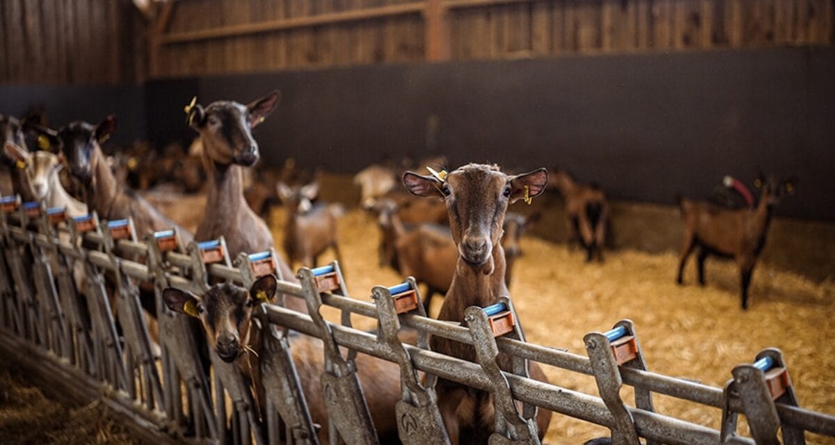 L’élevage caprin tient salon à Niort fin novembre