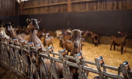 L’élevage caprin tient salon à Niort fin novembre