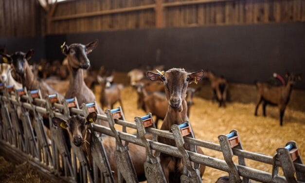 L’élevage caprin tient salon à Niort fin novembre