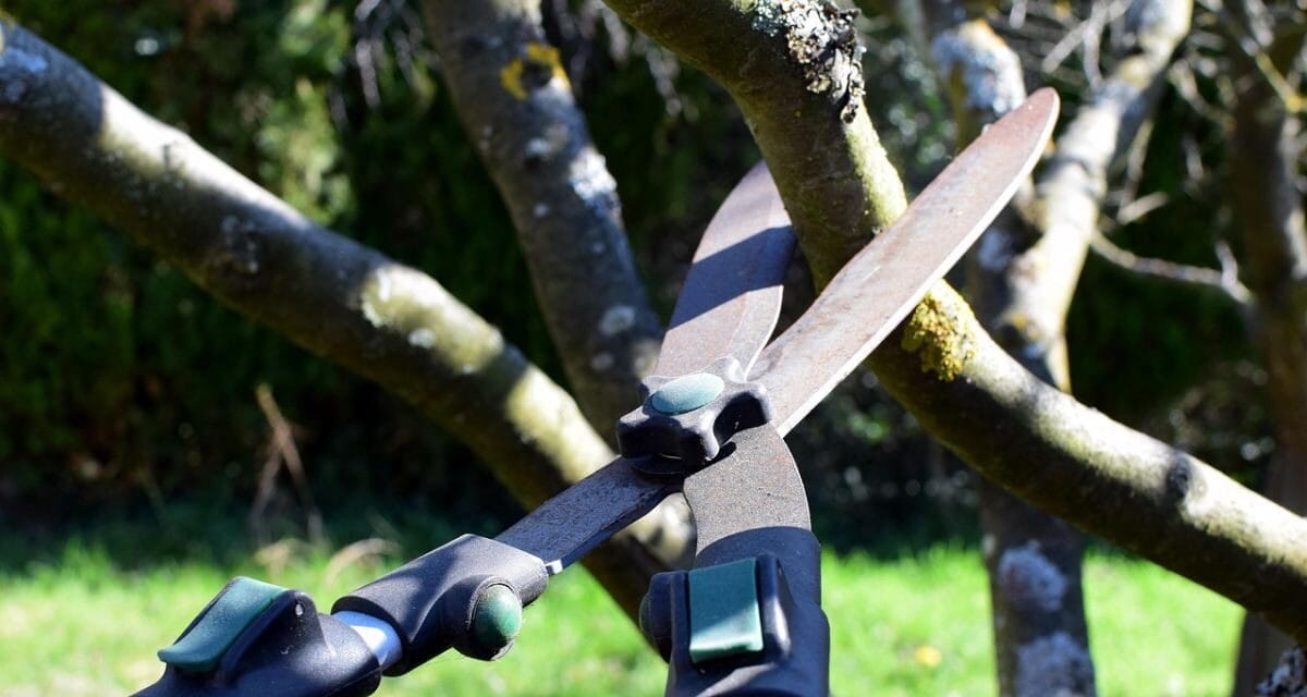 Tout savoir sur la taille : un atelier à La Crèche