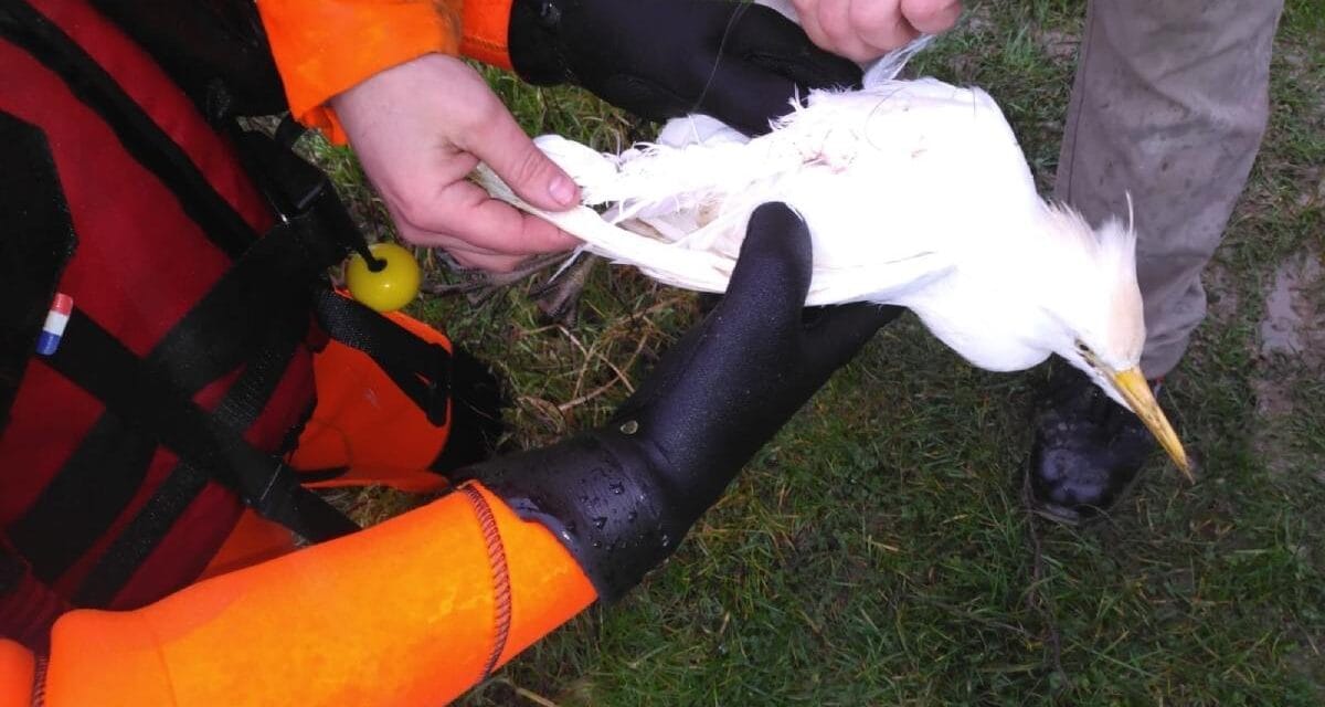 Huit pompiers au secours d&rsquo;un oiseau blessé à Chef-Boutonne