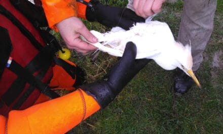 Huit pompiers au secours d&rsquo;un oiseau blessé à Chef-Boutonne