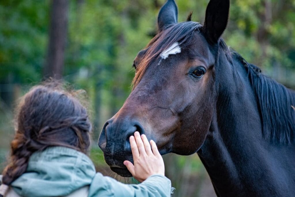 médiation animale avec chevaux