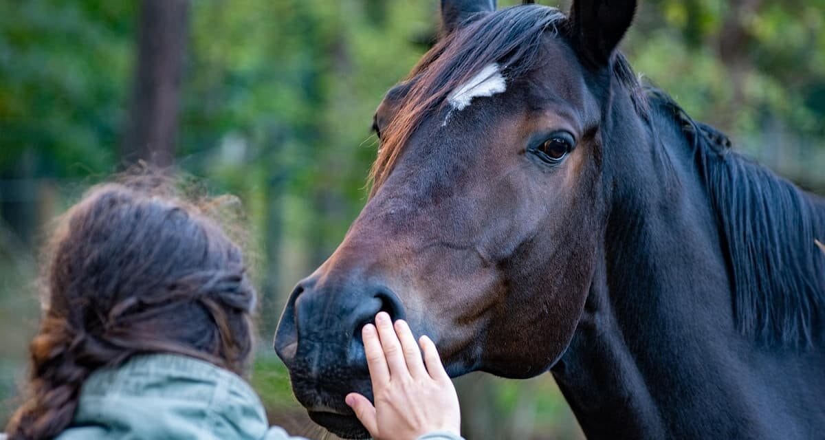 Une conférence inédite sur la médiation équine à Saint-Rémy