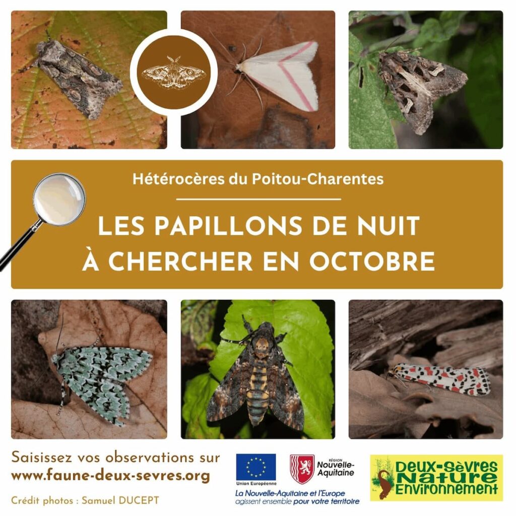 papillons de nuits Deux-Sèvres