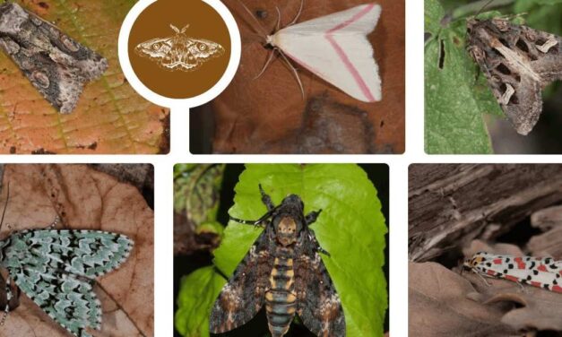 Papillons de nuit : DSNE appelle les Deux-Sévriens à transmettre leurs observations