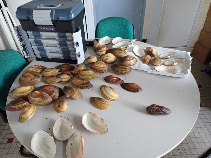 Coquilles de mulettes, moules d'eau douce, Deux-Sèvres